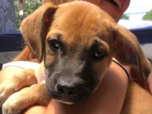 Cachorro raça SRD  idade 2 a 6 meses nome Charles