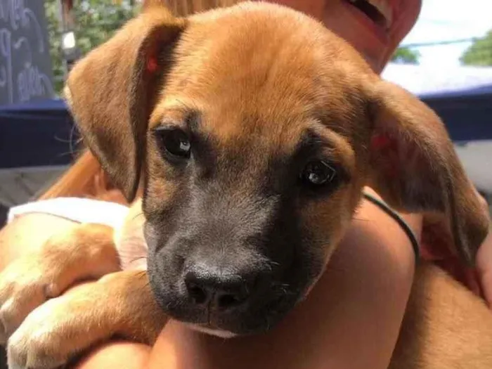 Cachorro raça SRD  idade 2 a 6 meses nome Charles