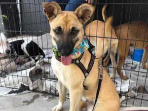 Cachorro raça SRD idade 2 anos nome Diana