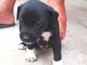 Cachorro raça Vira lata idade Abaixo de 2 meses nome Sem nome