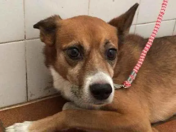 Cachorro ra a Vira lata  idade 5 anos nome Saymon