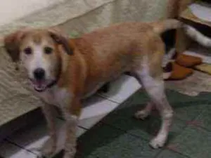 Cachorro raça Beagle com outra raça  idade 7 a 11 meses nome Thor