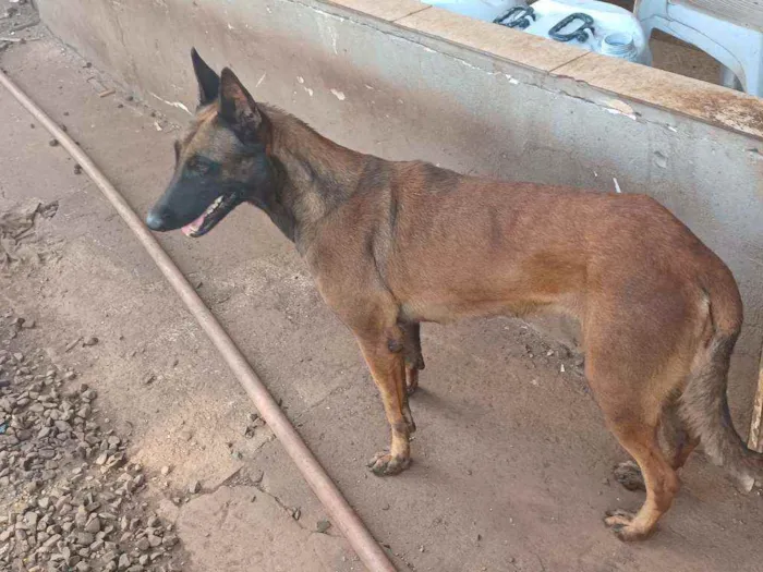 Cachorro raça Pastor Bega Malinois idade 3 anos nome Zorá