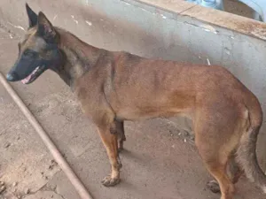 Cachorro raça Pastor Bega Malinois idade 3 anos nome Zorá