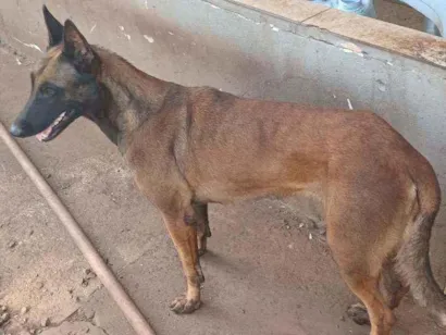Cachorro raça Pastor Bega Malinois idade 3 anos nome Zorá