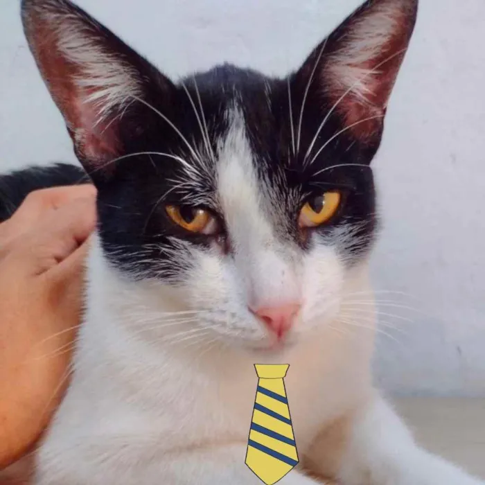 Gato ra a Mestiço  idade 2 a 6 meses nome Mike 