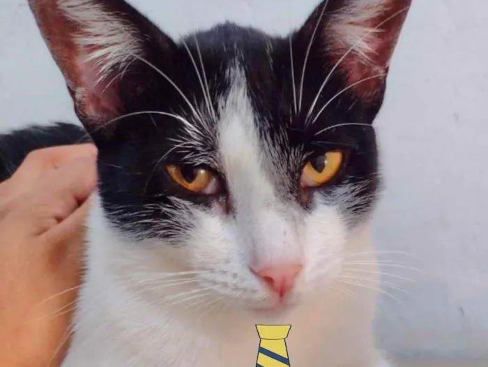 Gato ra a Mestiço  idade 2 a 6 meses nome Mike 