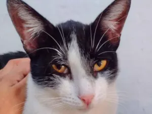 Gato raça Mestiço  idade 2 a 6 meses nome Mike 