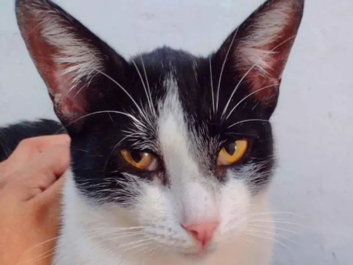 Gato ra a Mestiço  idade 2 a 6 meses nome Mike 