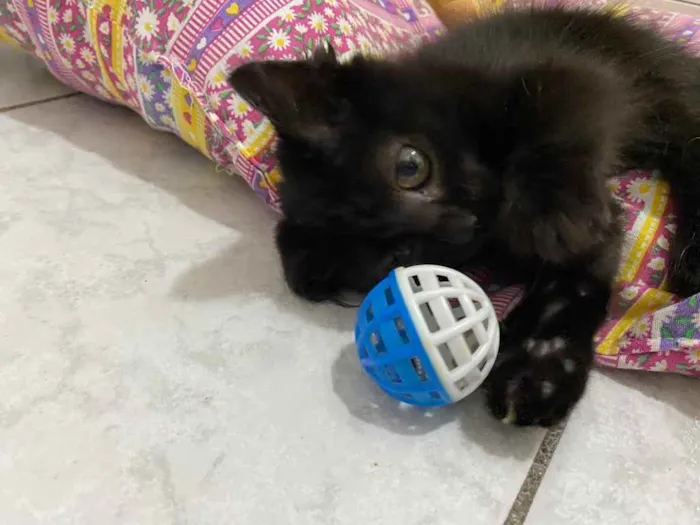Gato raça Srd idade Abaixo de 2 meses nome Luninha