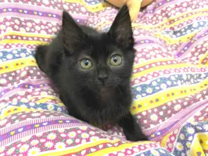 Gato raça Srd idade Abaixo de 2 meses nome Luninha