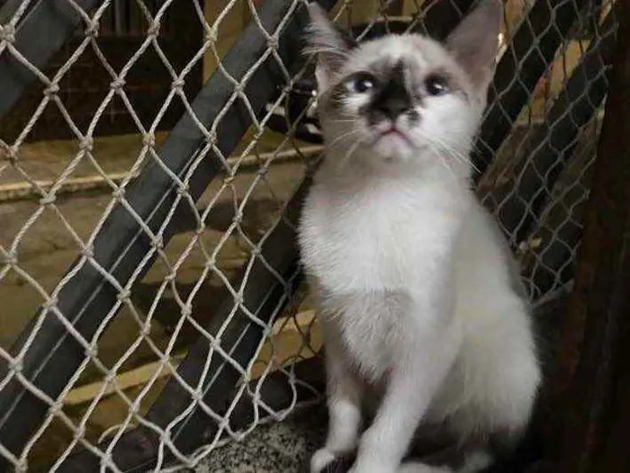 Gato raça Srd idade 2 a 6 meses nome Bruna