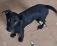 Cachorro raça SRD idade 2 a 6 meses nome Iza