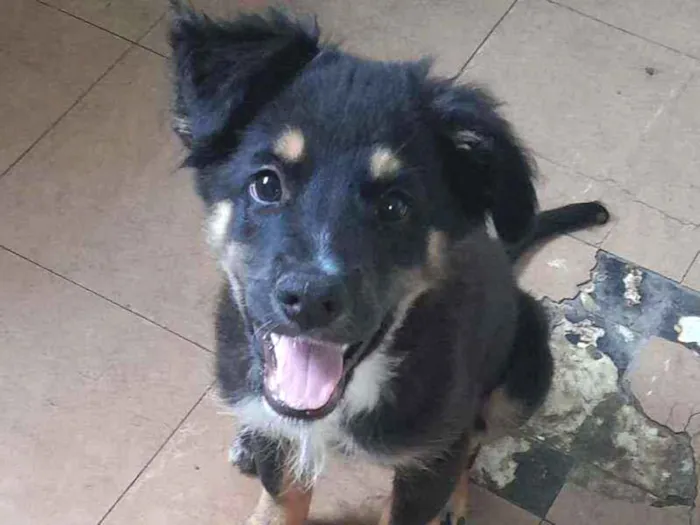 Cachorro raça SRD idade 2 a 6 meses nome Peludinho