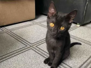 Gato raça Srd idade 2 a 6 meses nome Sem nome