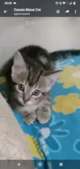 Tigradinho 1