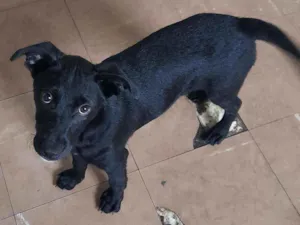 Cachorro raça SRD idade 2 a 6 meses nome Iza