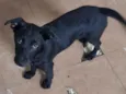 Cachorro raça SRD idade 2 a 6 meses nome Iza