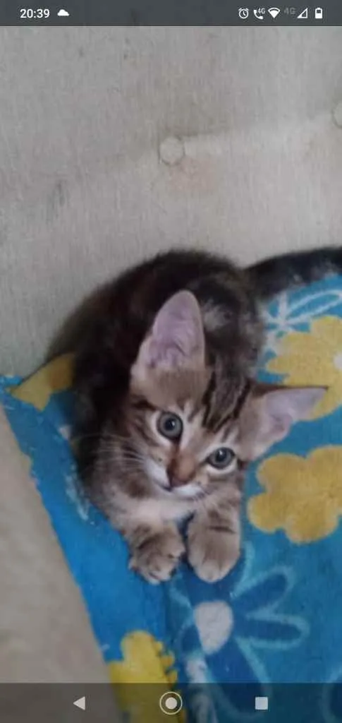 Gato ra a Felina idade Abaixo de 2 meses nome Tigradinha 1