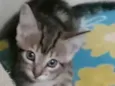 Tigradinho 1