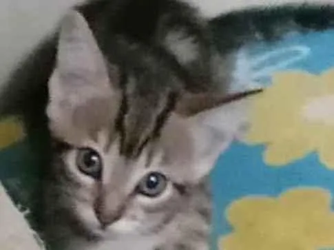 Gato ra a Felino idade Abaixo de 2 meses nome Tigradinho 1