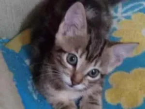 Gato raça Felina idade Abaixo de 2 meses nome Tigradinha 1