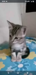 Tigradinha 2