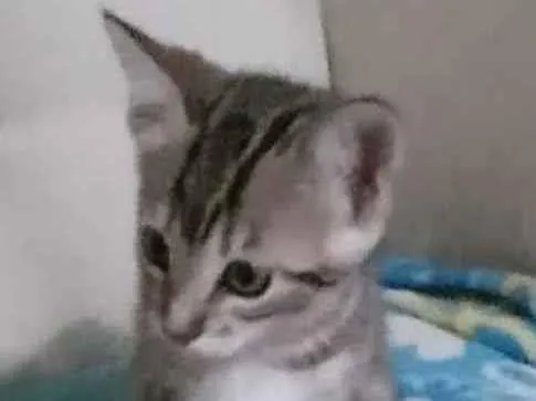 Gato ra a Felina idade Abaixo de 2 meses nome Tigradinha 2