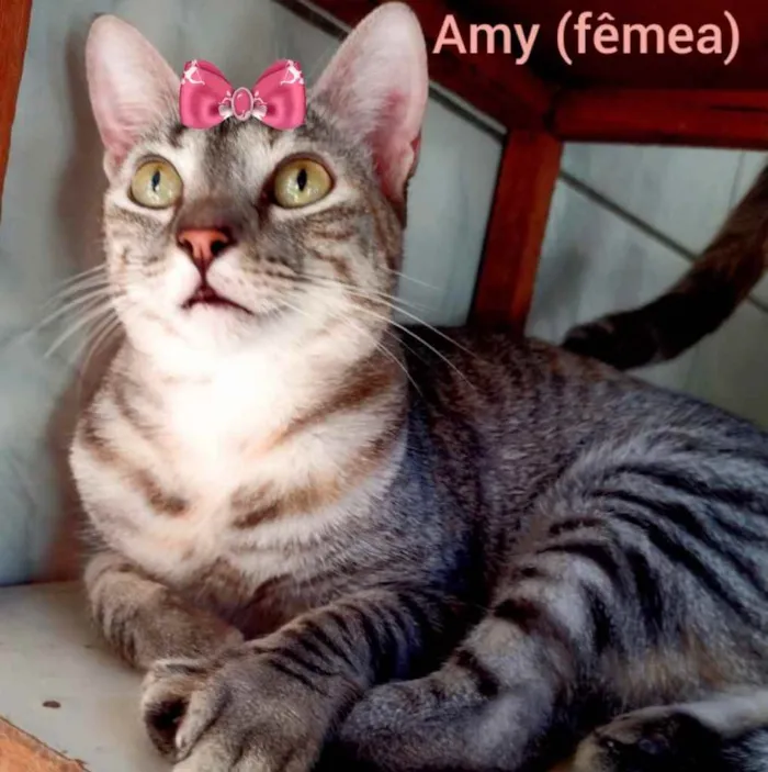 Gato ra a Mestiça  idade 2 a 6 meses nome Amy 