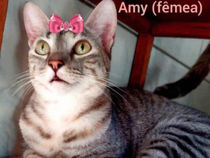 Gato ra a Mestiça  idade 2 a 6 meses nome Amy 