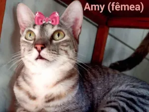 Gato raça Mestiça  idade 2 a 6 meses nome Amy 