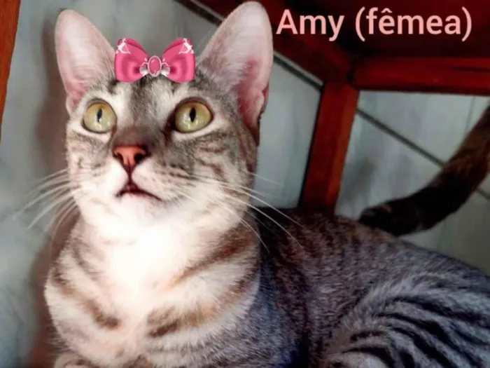 Gato ra a Mestiça  idade 2 a 6 meses nome Amy 