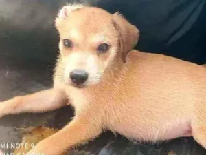 Cachorro raça SRD idade 2 a 6 meses nome Pedro