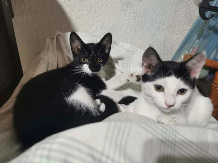 Gato raça Sem raça definida  idade 2 a 6 meses nome Pantera Negra