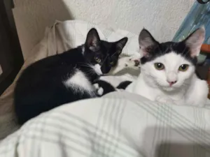 Gato raça Sem raça definida  idade 2 a 6 meses nome Pantera Negra