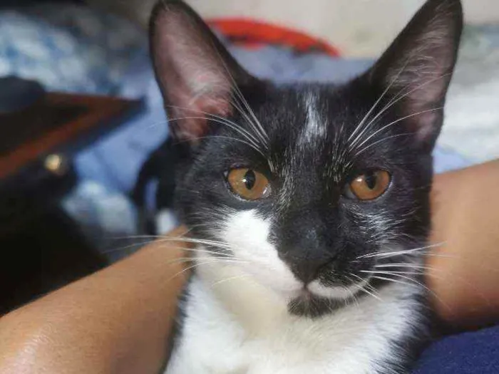 Gato raça Sem raça definida  idade 2 a 6 meses nome Pantera Negra