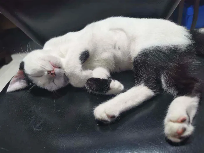 Gato raça Sem raça definida  idade 2 a 6 meses nome Bibi fofinha