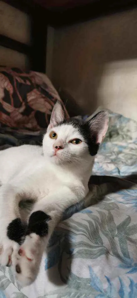 Gato raça Sem raça definida  idade 2 a 6 meses nome Bibi fofinha