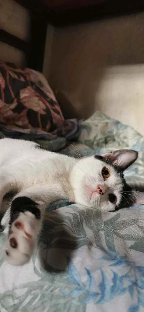 Gato raça Sem raça definida  idade 2 a 6 meses nome Bibi fofinha