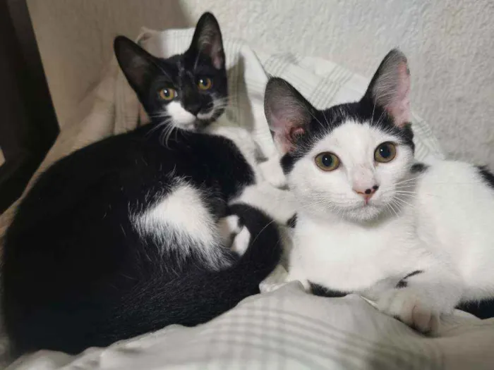 Gato raça Sem raça definida  idade 2 a 6 meses nome Bibi fofinha