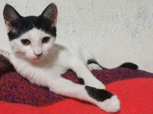 Gato raça Sem raça definida  idade 2 a 6 meses nome Bibi fofinha