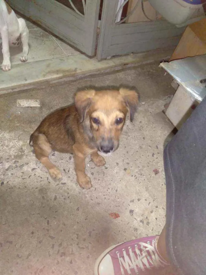 Cachorro ra a Não definada idade Abaixo de 2 meses nome Não tem 