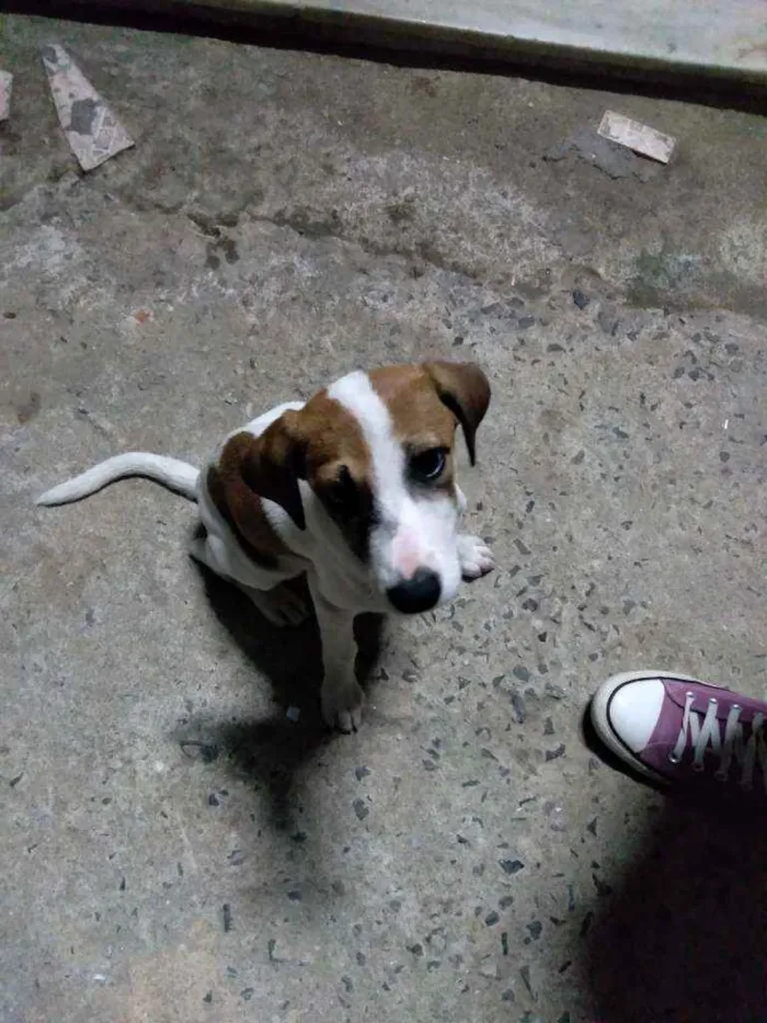 Cachorro ra a Não definada idade Abaixo de 2 meses nome Não tem 