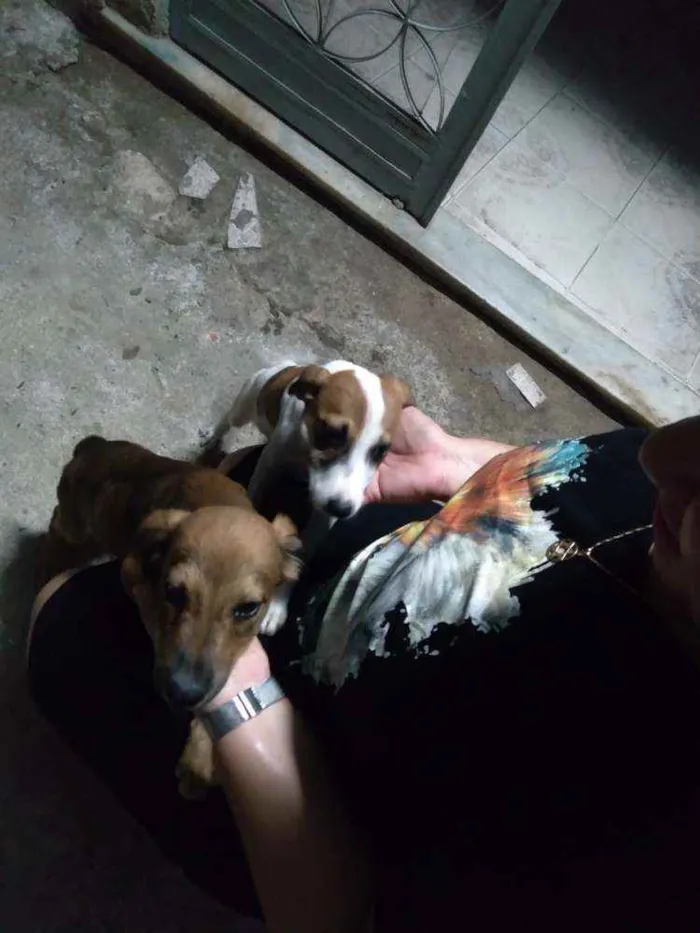 Cachorro ra a Não definada idade Abaixo de 2 meses nome Não tem 