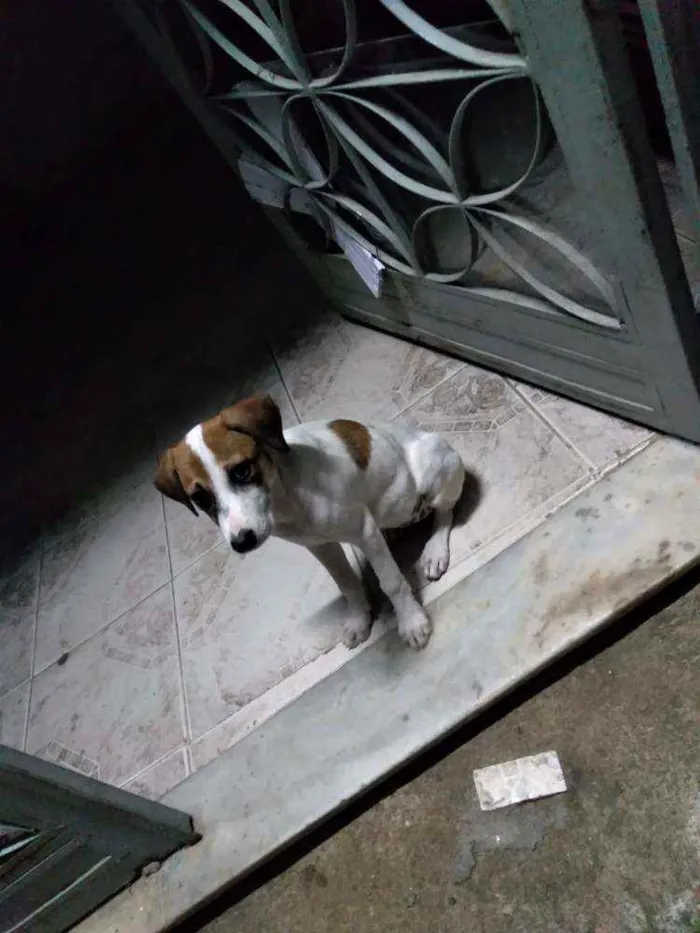 Cachorro ra a Não definada idade Abaixo de 2 meses nome Não tem 