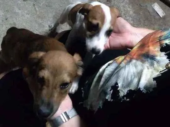 Cachorro ra a Não definada idade Abaixo de 2 meses nome Não tem 
