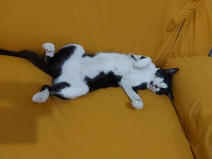 Gato raça Sem raça definida  idade 2 a 6 meses nome Safira