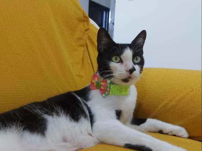 Gato raça Sem raça definida  idade 2 a 6 meses nome Safira