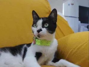 Gato raça Sem raça definida  idade 2 a 6 meses nome Safira