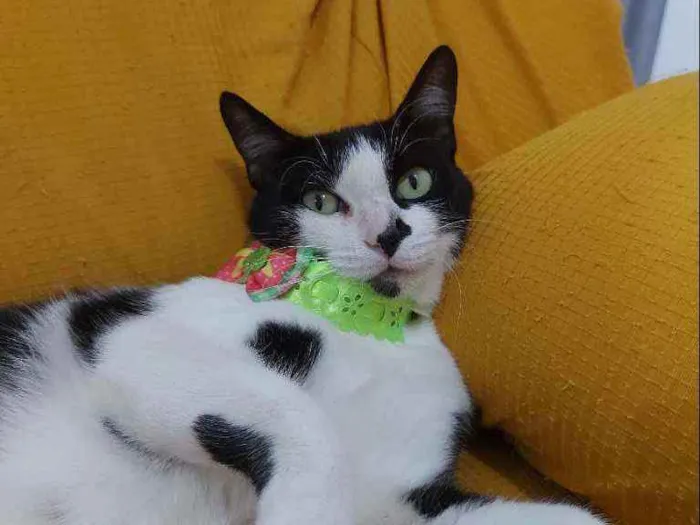 Gato raça Sem raça definida  idade 2 a 6 meses nome Safira